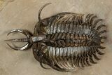 Short-Fork Walliserops Hammi Trilobite - Top Quality Example #344468-1